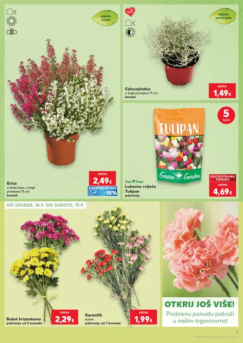 Kaufland katalog — stranica 3: Calocephalus u tegli promjera 11 cm, Green Garden Lukovice cvijeća Tulipani, Erica u dvje boje, u tegli promjera 11 cm, Buket krizantema pakiranje od 3 komada (vrijedi 16. 09. 2026.–22. 09. 2026.)