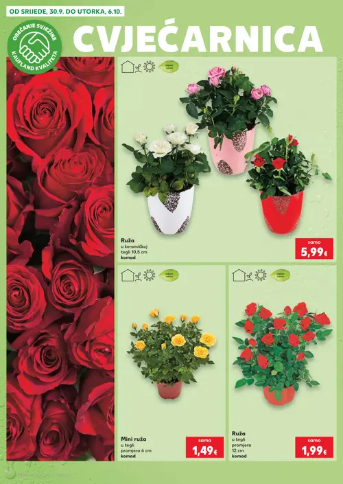 Kaufland katalog — stranica 2: Ruža u keramičkoj tegli, Ruža u tegli, Ruža u tegli (vrijedi 30. 09. 2026.–06. 10. 2026.)