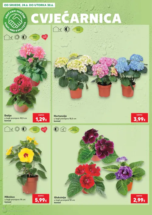 Kaufland katalog — stranica 2: Dalija u tegli promjera 10,5 cm, Hortenzija u tegli promjera 10,5 cm, Hibiskus u tegli promjera 14 cm, Gloxinija u tegli promjera 12 cm (vrijedi 24. 06. 2026.–30. 06. 2026.)