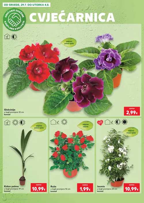 Kaufland katalog — stranica 2: Jasmin u tegli promjera 23 cm, Ruža u tegli promjera 12 cm, Kokus palma u tegli promjera 19 cm, Gloxinija u tegli promjera 12 cm (vrijedi 29. 07. 2026.–05. 08. 2026.)