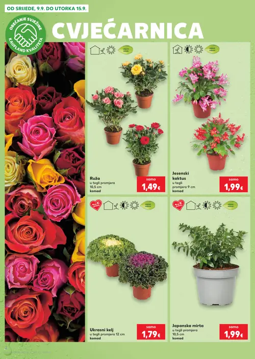 Kaufland katalog — stranica 2: Ruža u tegli promjera 10,5 cm, Jesenski kaktus u tegli promjera 9 cm, Ukrasni kelj u tegli promjera 12 cm, Japanska mirta u tegli promjera 10,5 cm (vrijedi 09. 09. 2026.–15. 09. 2026.)