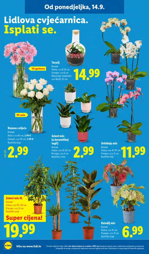 Lidl katalog — stranica 52: Terarij, Orhideja mix, Ruže, Gerberi (vrijedi 14. 09. 2026.–20. 09. 2026.)