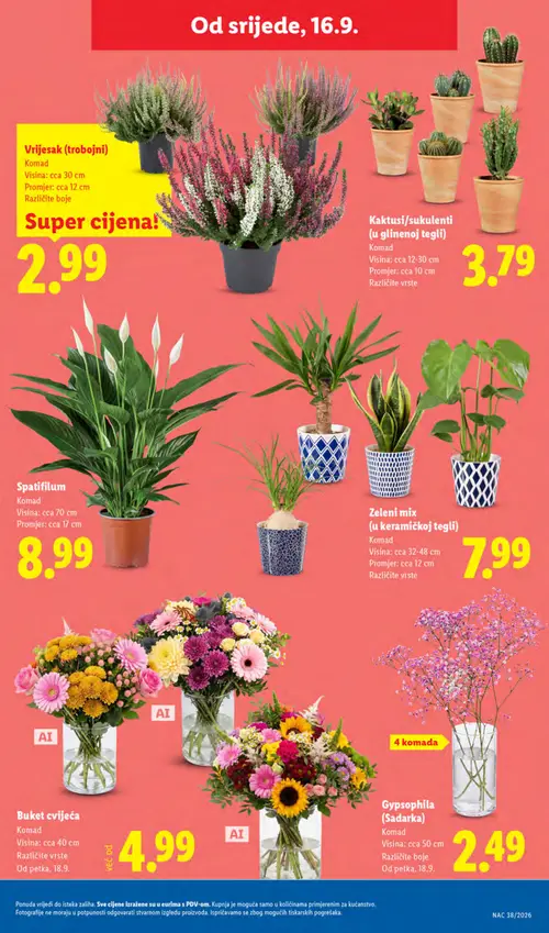 Lidl katalog — stranica 53: Vrijesak (trobojni), Kaktusi/sukulenti (u glinenoj tegli), Spatifilum, Zeleni mix (u keramičkoj tegli) (vrijedi 14. 09. 2026.–20. 09. 2026.)