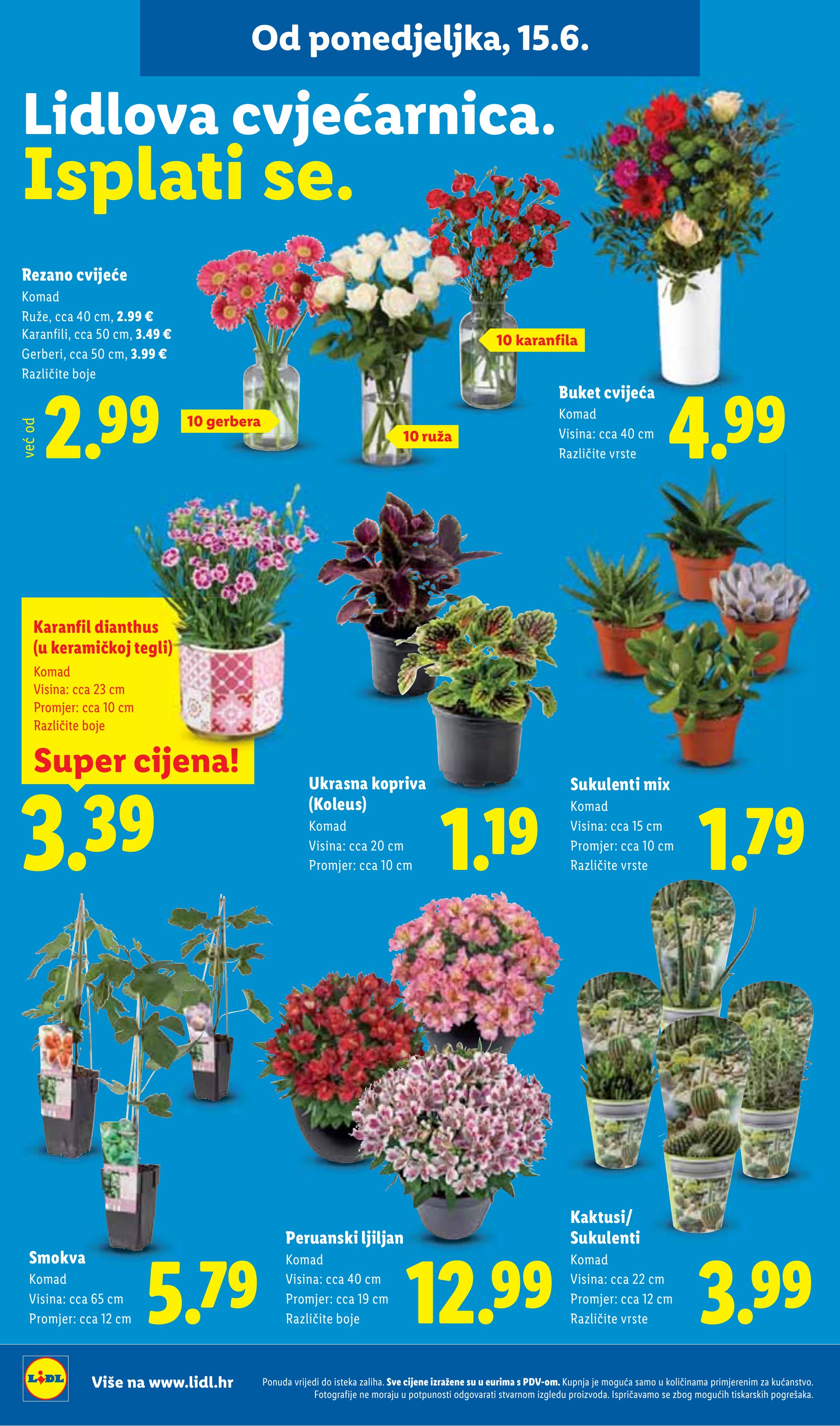 Lidl katalog — stranica 46: Ruže, Karanfili, Gerberi, Buket cvijeća (vrijedi 15. 06. 2026.–21. 06. 2026.)