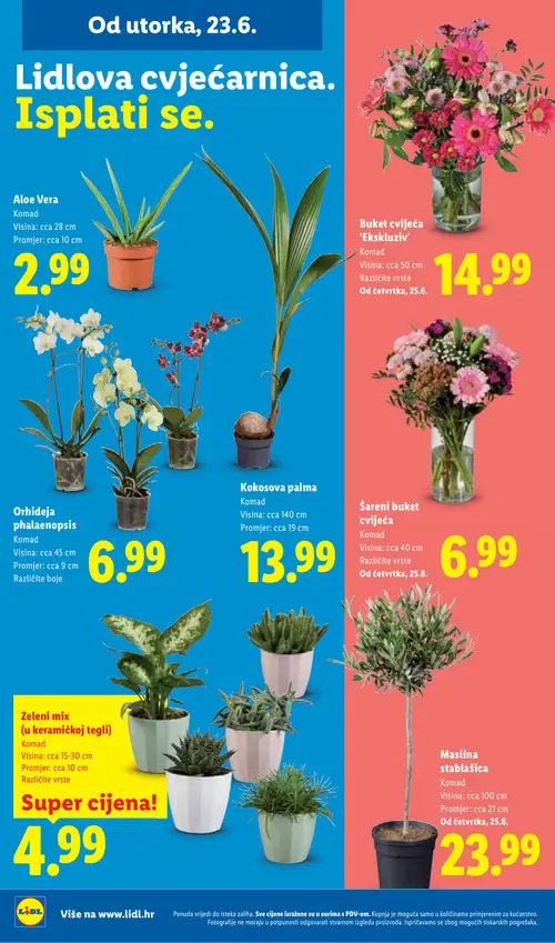 Lidl katalog — stranica 50: Aloe Vera, Buket cvijeća, Orhideja phalaenopsis, Kokosova palma (vrijedi 23. 06. 2026.–28. 06. 2026.)