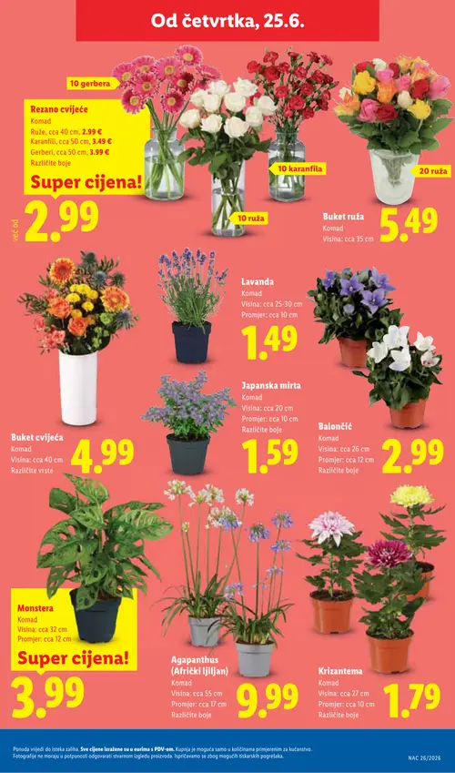 Lidl katalog — stranica 51: Ruže, cca 40 cm, Karanfili, cca 50 cm, Gerberi, cca 50 cm, Buketi ruža (vrijedi 23. 06. 2026.–28. 06. 2026.)