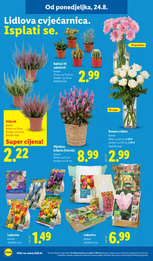 Lidl katalog — stranica 46: Kaktusi ili sukulenti, Gerbera, Ruže, Gerberi (vrijedi 24. 08. 2026.–30. 08. 2026.)