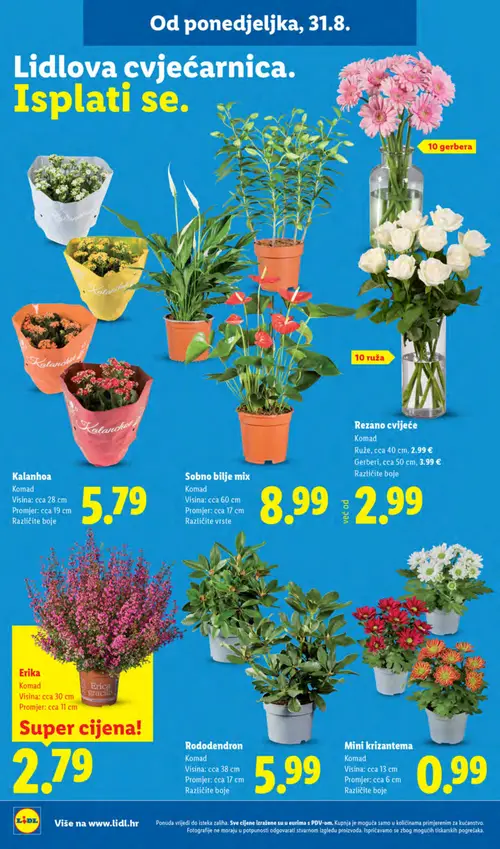 Lidl katalog — stranica 46: Kalanchoa, Sobno bilje mix, Ruže, Gerberi (vrijedi 31. 08. 2026.–06. 09. 2026.)