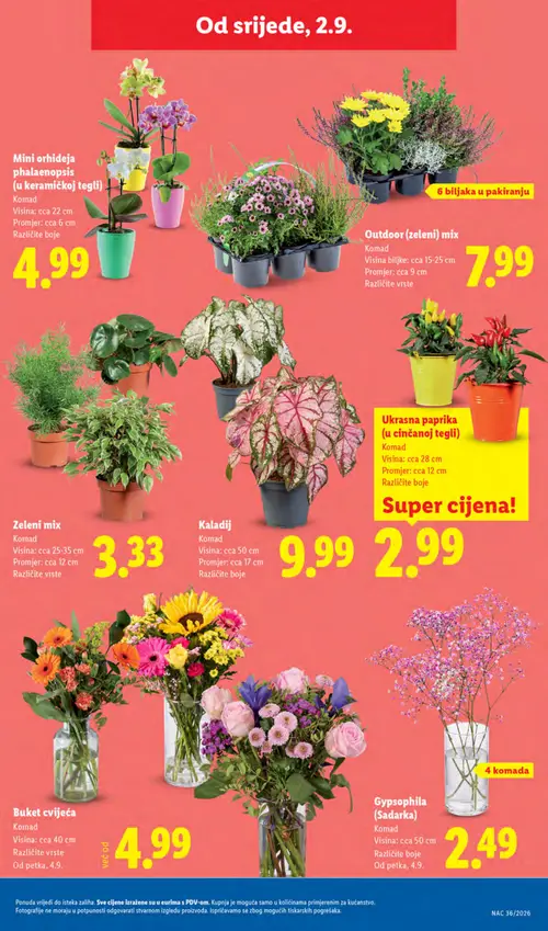 Lidl katalog — stranica 47: Mini orhideja phalaenopsis (u keramičkoj tegli), Outdoor (zeleni) mix, Zeleni mix, Ukrana paprika (u cinčanoj tegli) (vrijedi 31. 08. 2026.–06. 09. 2026.)