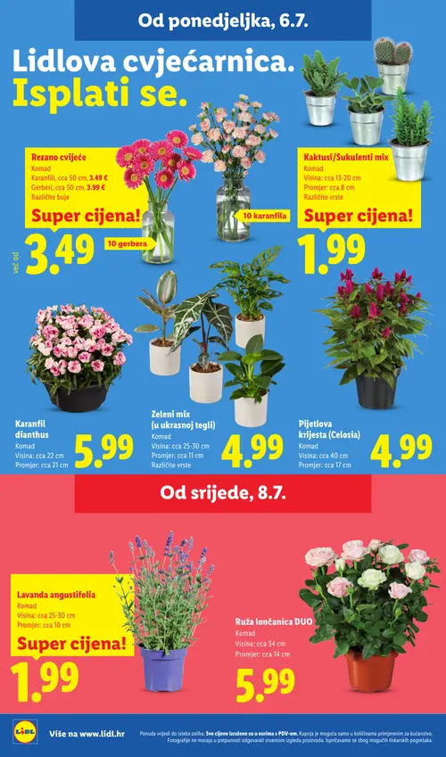 Lidl katalog — stranica 47: Rezano cvijeće, Kaktusi/Sukulenti mix, Karanfil dianthus, Zeleni mix (u ukrasnoj tegli) (vrijedi 06. 07. 2026.–12. 07. 2026.)