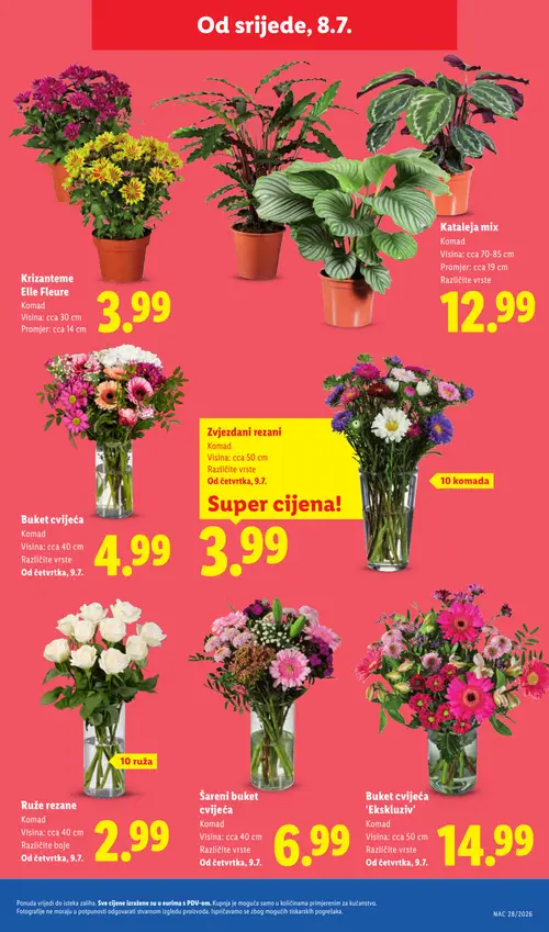 Lidl katalog — stranica 48: Krizanteme Elle Fleure, Krizanteme Elle Fleure, Krizanteme Elle Fleure, Krizanteme Elle Fleure (vrijedi 06. 07. 2026.–12. 07. 2026.)