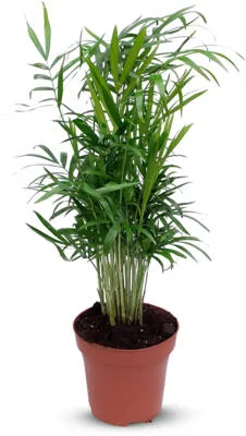 CHAMAEDOREA ELEGANS FI 12