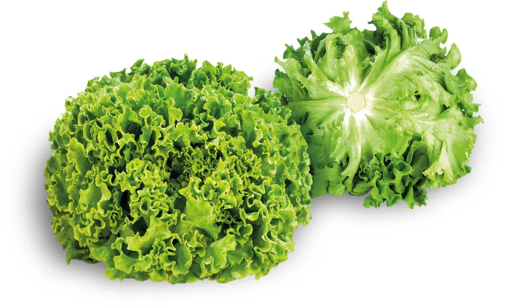 SALATA KRISTAL (kom)