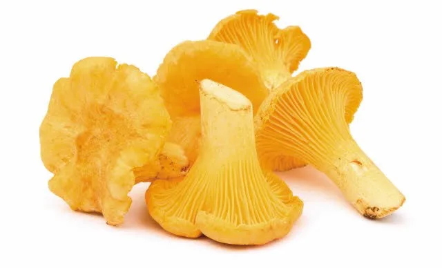 250G LISIČARKE